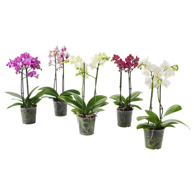 Potted Orchid Plant