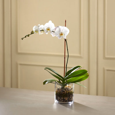 Orchid Planter